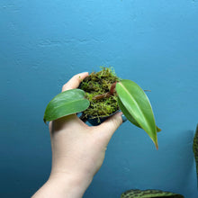 Load image into Gallery viewer, Baby Philodendron Erubescens 'Red Emerald'