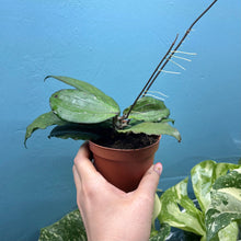 Load image into Gallery viewer, Hoya Erythrina