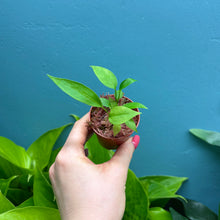 Load image into Gallery viewer, Anthurium Gracile Seedlings