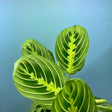 Load image into Gallery viewer, Maranta 'Lemon Lime' (Prayer Plant)