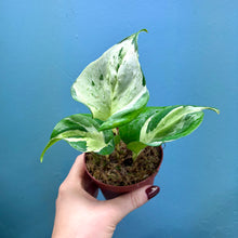 Load image into Gallery viewer, Epipremnum Aureum 'Happy Leaf'