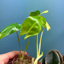 Load image into Gallery viewer, Philodendron 'Burle Marx' Variegated Rooted Cutting