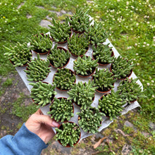 Load image into Gallery viewer, Delosperma Sphalmanthoides