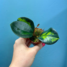 Load image into Gallery viewer, Hoya Australis Lisa Propagation Pot