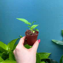 Load image into Gallery viewer, Anthurium Gracile Seedlings