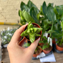 Load image into Gallery viewer, Crassula 'Ben'