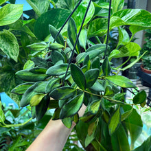 Load image into Gallery viewer, Hoya Burtoniae Variegated Hanging Pot