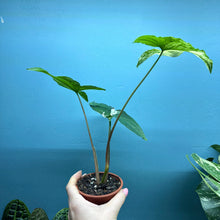Load image into Gallery viewer, Syngonium Podophyllum Albo Variegata Propagation Pot