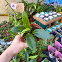 Load image into Gallery viewer, Hoya Soligamiana