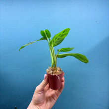 Load image into Gallery viewer, Maranta 'Lemon Lime' Cutting Pot