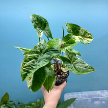 Load image into Gallery viewer, Syngonium Podophyllum Albo Variegata