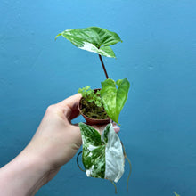 Load image into Gallery viewer, Syngonium Podophyllum Albo Variegata Propagation Pot