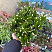 Load image into Gallery viewer, Schlumbergera 'Thanksgiving Cactus'