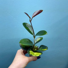 Load image into Gallery viewer, Hoya Australis Propagation Pot