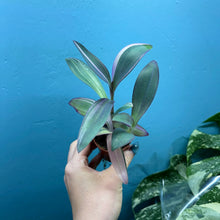 Load image into Gallery viewer, Tradescantia Pallida Variegated 'Pink Stripe' Propagation Pot