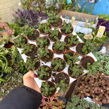 Load image into Gallery viewer, Crassula Pyramidalis