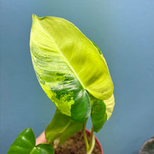 Load image into Gallery viewer, Philodendron 'Burle Marx' Variegated Rooted Cutting