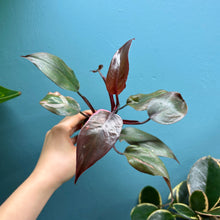 Load image into Gallery viewer, Home Grown Houseplant Wonky Bargain Bundle - Philodendron, Sansevieria & Syngonium