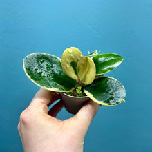 Load image into Gallery viewer, Hoya Australis Blondie Propagation Pot