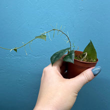 Load image into Gallery viewer, Baby Hoya Caudata Sumatra