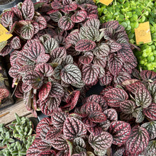 Load image into Gallery viewer, Peperomia 'Lucinda'