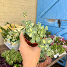 Load image into Gallery viewer, Sedum Sieboldii Variegata