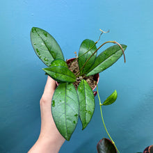 Load image into Gallery viewer, Hoya Crassipetiolata Propagation Pot