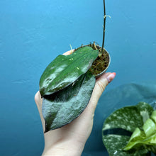 Load image into Gallery viewer, Hoya Erythrina