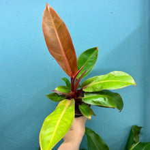 Load image into Gallery viewer, Philodendron 'Prince of Orange'