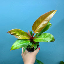 Load image into Gallery viewer, Philodendron 'Prince of Orange'
