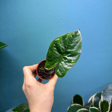 Load image into Gallery viewer, Baby Alocasia 'Yucatan Princess'
