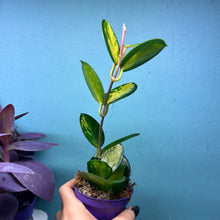 Load image into Gallery viewer, Hoya Australis Lisa Propagation Pot