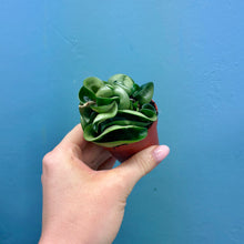 Load image into Gallery viewer, Hoya Carnosa Compacta 'Hindu Rope Plant'