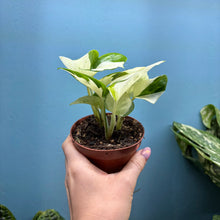 Load image into Gallery viewer, Epipremnum Aureum 'Happy Leaf'