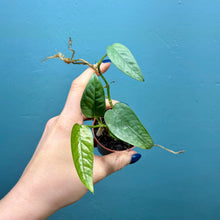 Load image into Gallery viewer, Epipremnum Pinnatum 'Cebu Blue' Rooted Cutting Pot