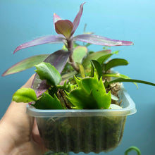 Load image into Gallery viewer, Propagation Bundle Tub 86 - Hoya, Tradescantia, Peperomia, Pilea, Schlumbergera & Hoya