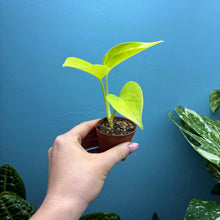 Load image into Gallery viewer, Baby Epipremnum Aureum 'Neon Pothos'