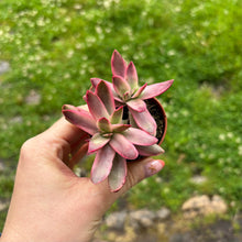 Load image into Gallery viewer, Crassula Rubricaulis 'Candy Cane'