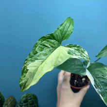 Load image into Gallery viewer, Syngonium Podophyllum Albo Variegata Propagation Pot