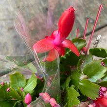 Load image into Gallery viewer, Schlumbergera 'Thanksgiving Cactus'