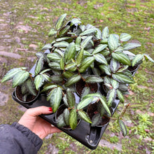 Load image into Gallery viewer, Pellionia Repens