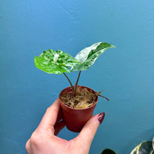 Load image into Gallery viewer, Syngonium Podophyllum Albo Variegata Propagation Pot