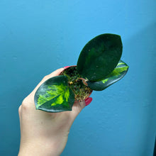 Load image into Gallery viewer, Hoya Australis Lisa Propagation Pot