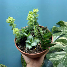 Load image into Gallery viewer, Propagation Bundle Tub - Succulent Mega Mix!