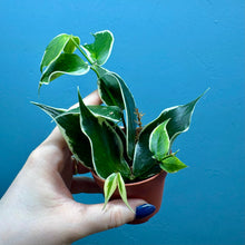 Load image into Gallery viewer, Hoya Polyneura Variegated