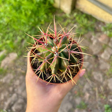 Load image into Gallery viewer, Ferocactus Stainesii
