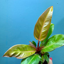 Load image into Gallery viewer, Philodendron 'Prince of Orange'