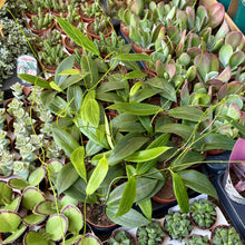 Load image into Gallery viewer, Hoya Soligamiana