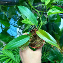 Load image into Gallery viewer, Baby Philodendron Erubescens 'Red Emerald'