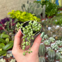 Load image into Gallery viewer, Senecio Herreianus Variegated 'String of Pearls'